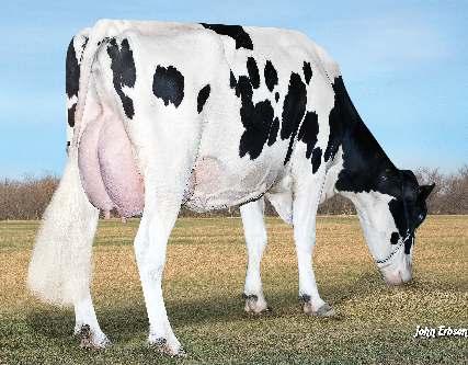 LEPACHE MANOA NXB-139 EPIC x MAN-O-MAN x GOLDWYN GENERVATIONS EPIC VAL-BISSON M O M MAYANNE 03-09 305 13 496 4.5% 608 3.