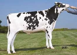 8% 1 170 kg VAL-BISSON GOLDWYN MAYA 05-09 305 15 703 3.6% 566 3.4% 527 kg Celoživotně: 62 905 4.2% 2 650 3.7% 2 330 kg PH 12/2017 LPI Stád 155 Kg % Dcer 174 Mléko +256 2914 Laktací 211 Tuk +56 +0.