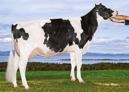 8% 887 3.8% 693 kg KED OUTSIDE JEEVES GLENN-ANN GOLDWYN PIPER 02-05 242 9 040 3.9% 354 3.4% 309 kg Celoživotně: 9 040 3.9% 354 3.4% 309 kg Exteriér Stád: 43 Dcer: 73 R %: 91 3.