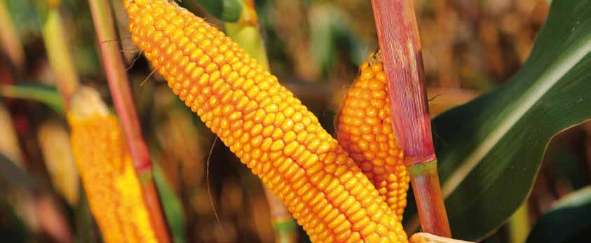 AGRO POLIS FAO Z 260/S 270 Dvouliiový hybrid FERNANDEZ FAO S 270 Dvouliiový hybrid Prví a všude. Způsob dozráváí rostliy Typ zra počátečího vývoje Tolerace ke staovišti Počet rostli ke sklizi v tis.