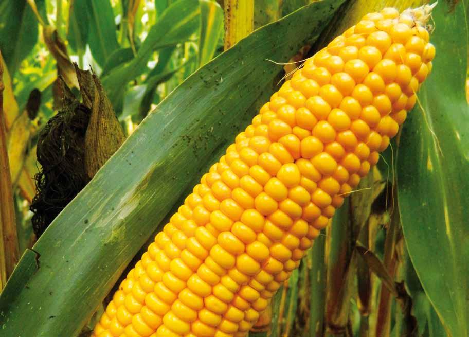 AGRO VITALLO FAO Z 270/S 280 Dvouliiový hybrid AGRO VITALLO pokusy KWS, kukuřice a siláž, 2014 2017 Staoviště sušia 2017 2016 2015 2014 Výos sušia Výos sušia Výos sušia Výos Jevíčko (SY) 35,1 21,07