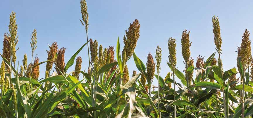 ČIROK KWS Hybrid FAO zro/siláž Typ zra Typ hybridu Způsob dozráváí rostliy Využití hybridu Počet rostli ke sklizi v tis.