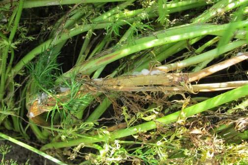 Bílá hniloba kmínu (Sclerotinia sclerotiorum) Primární zdroj: půda, osivo