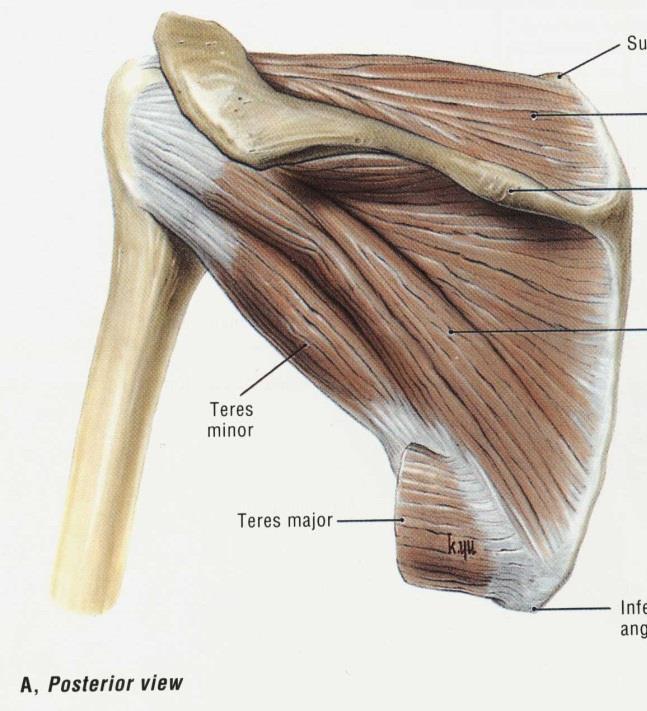 dutiny SA bursy Šlacha bicepsu dělí RM na ventrální mediální /subscapularis/ dorzální laterální