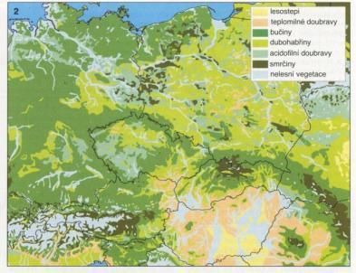 Hypotéza světlých a rozvolněných lesů nížin a pahorkatin I. Mezernatá dynamika porostu pády stromů, přírodní katastrofy (kombinace vítr, voda, oheň, holožír hmyzu apod.) - vzácně II.
