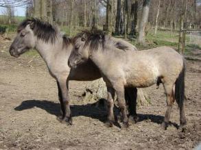 przewalskii Poljakov, 1881) and Aurochs (Bos primigenius Bojanus, 1827). Natur- und Kulturlandschaft, Höxter/Jena, 4, 8 pp.