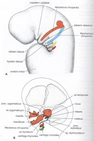 2 výběžky První žaberní oblouk (Arcus pharyngeus primus) maxilární (kraniálně) mandibulární (kaudálně) obsahuje Meckelovu chrupavku (z ní později kladívko a kovadlinka) vznik dolní