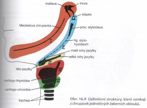 Druhý žaberní oblouk (Arcus pharyngeus secundus) chrupavka (= Reichertova chrupavka) spojením pravého a levého oblouku ve střední čáře