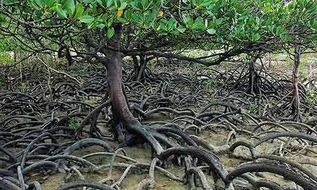 com/2010/05/03/f irst_line_of_defense_mangrove/ Report reveals