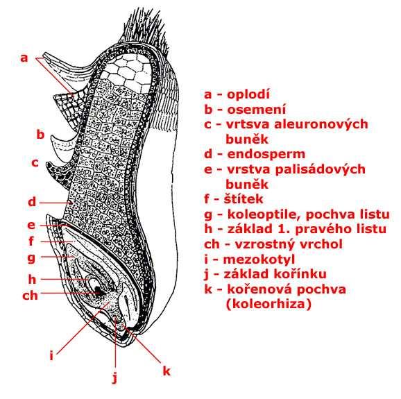 carp), buňky příčné (mesocarp) a buňky hadicové (endocarp). Osemení (perisperm) je tvořeno vrstvou barevnou a hyalinní (skelnou). Klíček tvoří nejmenší část obilky např.