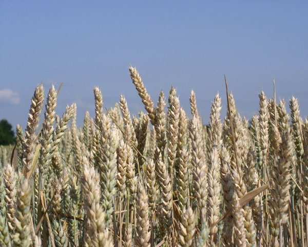 Botanická charakteristika Do rodu pšenice Triticum L., který náleží do čeledi lipnicovitých, patří několik druhů. Podle počtu chromozómů zahrnuje tři skupiny.