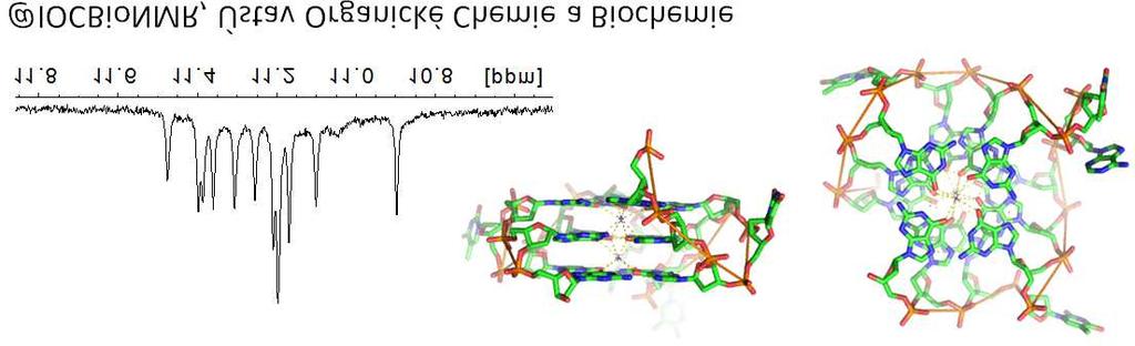 3.10. Václav Veverka S pomocí NMR za biochemickou specifitou G-quadruplexů Václav Veverka Institute of Organic Chemistry and Biochemistry AS CR, v.v.i., CR G-quadruplexy jsou čtyřpramenné nukleové kyseliny stabilizované GGGG tetrádami a zřejmě plní celou řadu biologických rolí v eukaryotických buňkách.