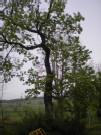 uklizen strom