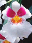 Nebude chybět ani květinářská dílna s ukázkami vazby orchidejí, které jsou ceněny pro zvláštnost a krásu květů nejrůznějších odstínů a barev.