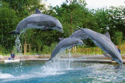 Nenechte si ujít příjemný výlet do norimberské říše zvířat, která se stala domovem více než 3 000 zvířat a vodních živočichů z celého světa včetně milovaných delfínů! Ráno kolem cca 6.