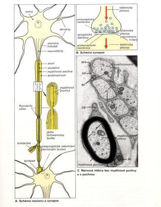 A. Stavba nervového systému A1. Neuron - synapse A2. Extraneuronální komponenty: 1) neuroglie 2) mozkomíšní mok 3) extracelulární prostor OBECNÁ NEUROFYZIOLOGIE B.