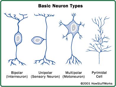 NEURON = Základní funkční a anatomická jednotka nervové soustavy - 1835 popis neuronu: J. E.