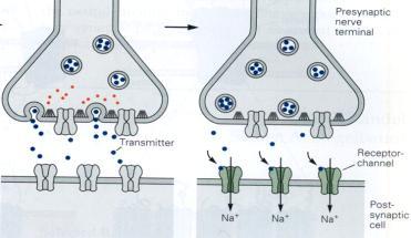 Prostřednictvím těchto kontaktů jsou zprostředkovány trofické vlivy a předevm přenos nervových vzruchů (synaptická transmise). 1. Elektrické synapse 2.
