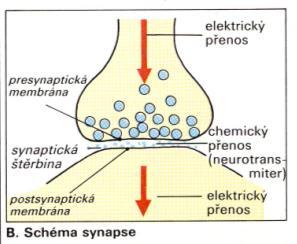 Obecné schéma chemické transmise: 1. Syntéza mediátoru v presynaptickém útvaru 2. Skladování mediátoru v presynaptickém útvaru a jeho výdej do synaptické štěrbiny 3.
