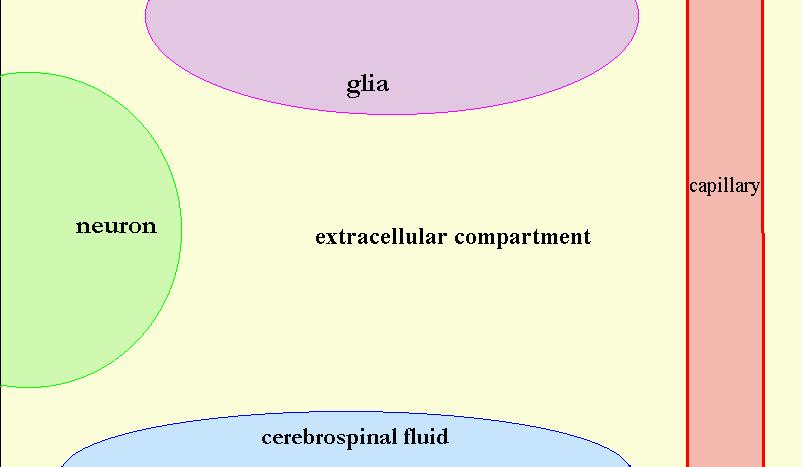 Pokud je látka podána exogenně v odpovídající koncentraci, napodobí přesně účinek endogenně uvolněného mediátoru 4. Existuje specifický mechanismus pro odstranění látky z místa jejího účinku (tj.