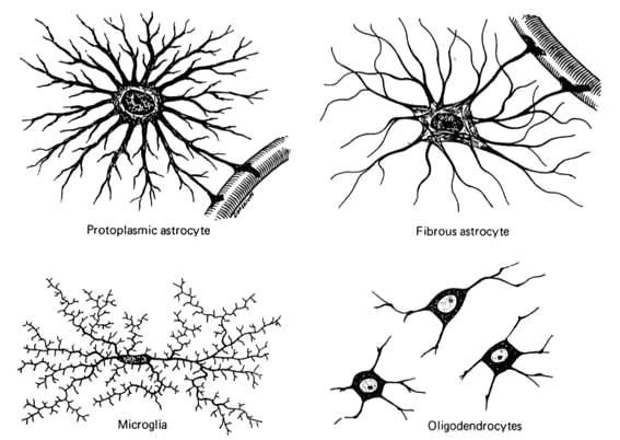 1. NEUROGLIE (GLIOVÉ BUŇKY) - Podpůrná funkce, vyţivují nervové buňky, chrání nervové buňky, fagocytují poškozené neurony, odstraňuje neurotransmitery z ECT - v CNS: 1. Ependymové buňky fylogenet.