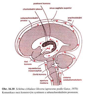 Oligodendroglie tvoří myelinové pochvy neuronů (1 buňka rotuje kolem 35 axonů) X v PNS - obdoba Schwannovy buňky 1 buňka rotuje kolem jednoho axonu 4.