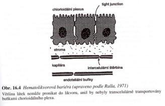 Přítomnost pravých tight junction v endotelu kapilár 2. Absence fenestrací ve stěně kapilár 3. Nízká aktivita transportních vezikulů v buňkách endotelu a pinocytózy 4.
