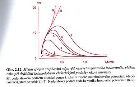 odstředivá (eferentní) dráha efektor Klasifikace reflexů: podle počtu synapsí: monosynaptické X polysynaptické (interneurony) podle receptoru: exteroreceptivní X interoreceptivní X proprioreceptivní