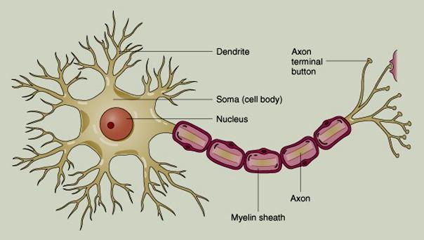 PODNĚT (STIMULUS) = kaţdá změna zevního nebo vnitřního prostředí, která působí na neuron kvalita podnětu: energie mechanická, elektrická, chemická.