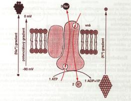 původního rozloţ iontů na membráně (3Na + ven, 2K + do buňky) Rovnovážný membránový potenciál (RMP) - (E K ) = síla