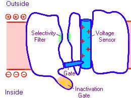 potenciál), tzn., ţe elektrochemický potenciál pro K + je roven nule.