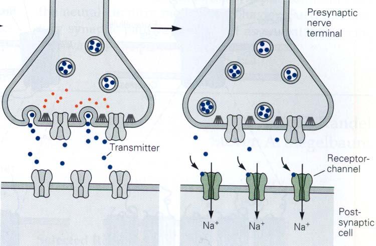 Stavba: část presynaptická část postsynaptická synaptická štěrbina (20 40 nm) Přenos informace: