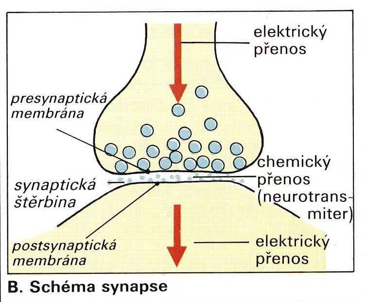 Obecné schéma chemické transmise: 1. Syntéza mediátoru v presynaptickém útvaru 2.