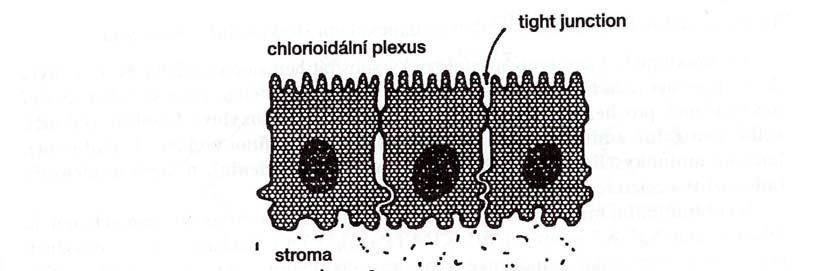 HEMATOLIKVOROVÁ BARIÉRA (HLB) oblast plexus chorioideus 1. Kapiláry v plexus chorioideus jsou permeabilní gap junction (nízkomolekulární látky) mezi buňkami endotelu 2.