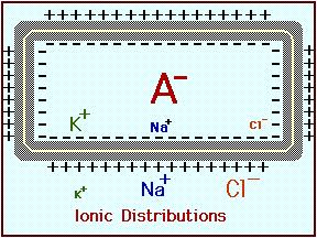 Rozložení iontů
