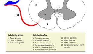 NEUROFYZIOLOGIE II STAVBA CENTRÁLNÍHO NERVOVÉHO SYSTÉMU 1.