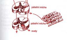 retikulární formace, bazální ganglia ) spinální mícha - pohyby hrubé, pomalé a tonické