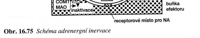 B. Periferní část vegetativního nervstva 1.