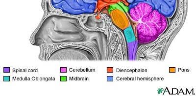 (cerebellum) mezimozek