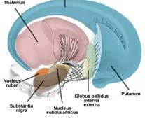 mozek (telencephalon)