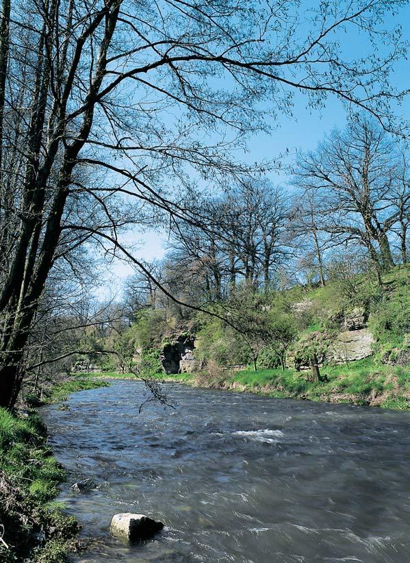 V znaãné pro údolí Vltavy jsou suèové lesy, zejména habrové javofiiny (Aceri-Carpinetum), které se stfiídají se zakrsl mi teplomiln mi doubravami (Sorbo torminalis-quercetum).