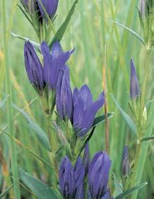 V âechách se jedná o demontánní prvek. 5 Pcháã rûznolist (Cirsium helenioides) je podhorsk m prvkem vbrdské kvûtenû.