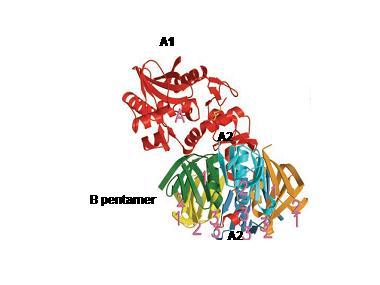ledvinných glomerulů a mozku, jež jsou hlavními cílovými orgány v průběhu HUS, než Stx1a [Louise CB, Obrigh TG, 1995; Bauwens A, et al., 2011].