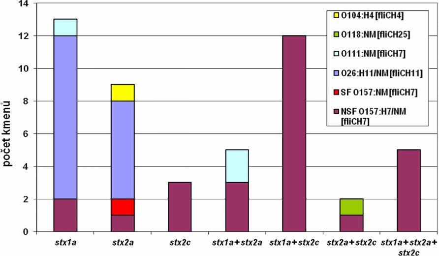 jednom kmenu se vyskytly SF O157:NM[fliCH7] a vzácně sérotypy O118:NM[fliCH25] a O104:H4[fliCH4], z nichž poslední je importovaný kmen izolovaný v souvislosti s německou epidemií v roce 2011