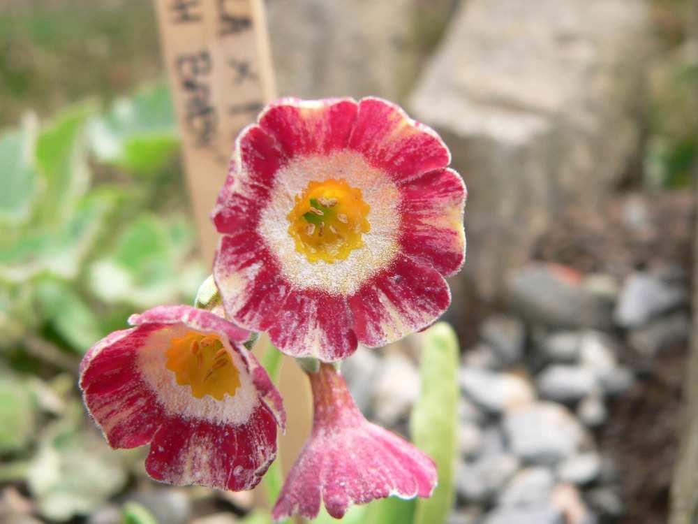 Primula x