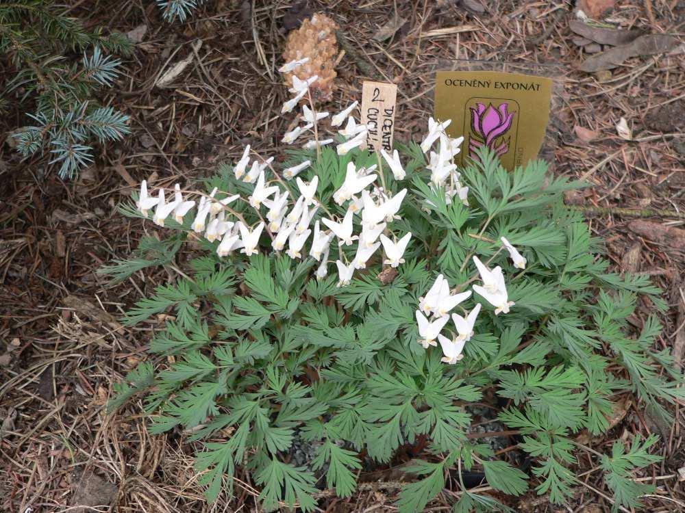 Dicentra
