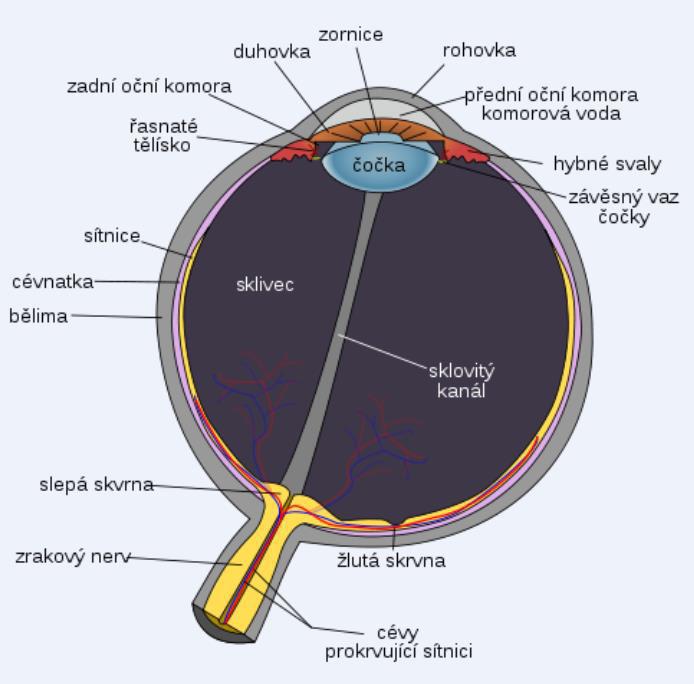 OKO JAKO OPTICKÁ SOUSTAVA spojná optická soustava rohovka, zornice (clona), oční mok, čočka, sklivec, sítnice oční čočka dvojvypuklá spojka s prom nným indexem lomu (od povrchu čočky dovnitř se zv