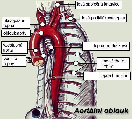 z hlavopažního kmene, který se dělí na pravou společnou karotidu a pravou tepnu podklíčkovou, a je delší než levá karotida o délku hlavopažního kmene.