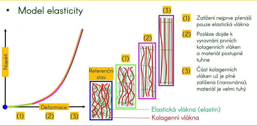 orientované svazky kolagenních vláken a buňky zodpovědné za jejich syntézu (fibroblasty).[8] Obr. 4.