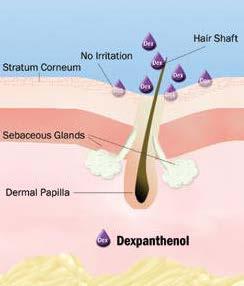 Cx HR SLOŽENÍ md:complex TM Hair-Revit Cx HR Revitalizace a posílení vlasů KOMPLEX VITAMÍNŮ B: dexpanthenol (vit. B5) + pyridoxin (vit. B6) + biotin (vit. B7) + thiamin (vit.